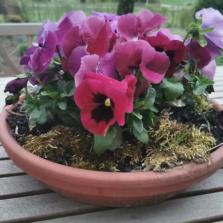 Apartment Lavendelmond Ferien Struchtrup