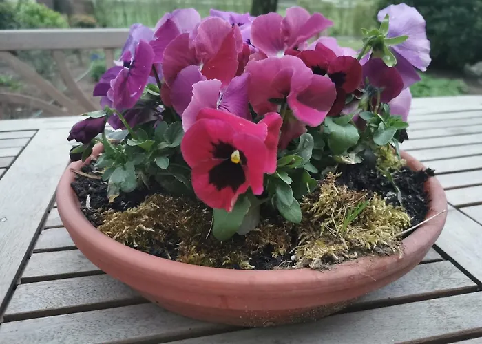 Daire Lavendelmond Ferien Struchtrup